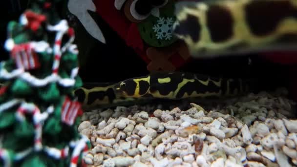 クリスマスの装飾が施された水で遊ぶ黄色の斑点ウナギ — ストック動画