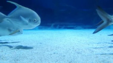 Mavi sudaki beyaz kumda bir grup güzel balık.