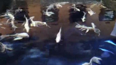 Dalganın altında berrak sularda bir grup ipek balığı.