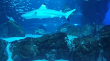 Akvaryumlar Pasifik Salonu Çeşitli köpek balıkları ve balıklar