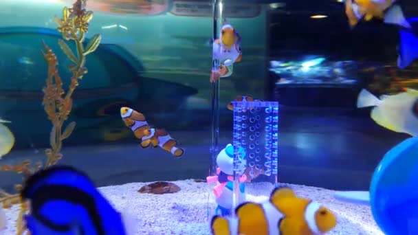 Ambiente Infantil Del Acuario Una Variedad Peces Coloridos Bonitos — Vídeo de stock