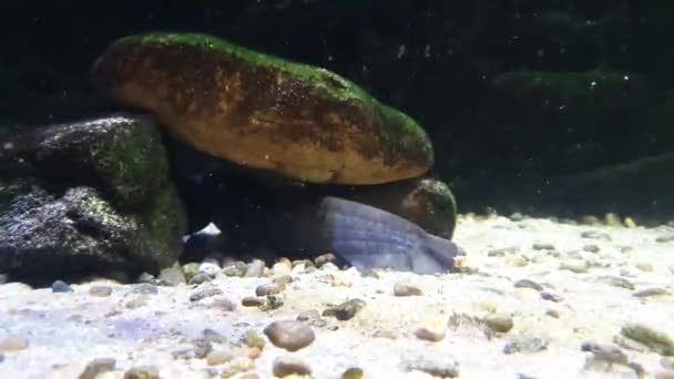 Een Meerval Verscholen Een Kloof Tussen Zand Rotsen — Stockvideo