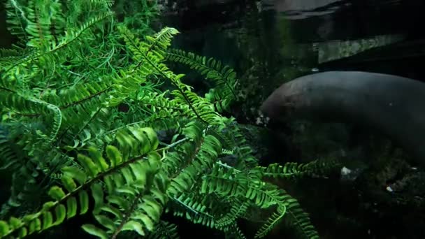 Large Electric Eel Next Artificial Plant Clear Water — Stock Video