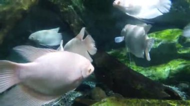 Yeşil su yosunu etrafında dinlenen güzel beyaz balıklar berrak sularda