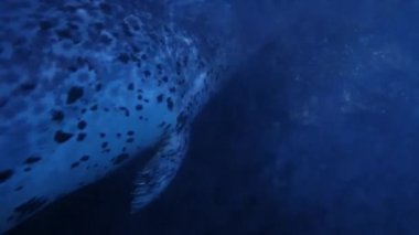 Suyun üstünde nefes alan bir fokun yakın plan görüntüsü.