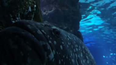 Geniş bir çipin yakın çekim izleme görüntüleri.