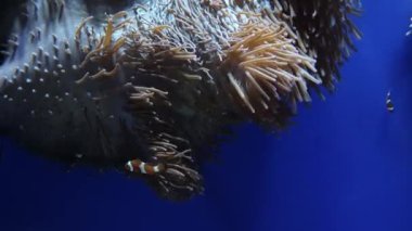 Mavi arka planda büyük bir şakayık arasında oynayan güzel balıklar