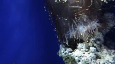 Güzel küçük balıklar büyük bir kayanın üzerinde büyük deniz şakayıkları arasında oynuyorlar.