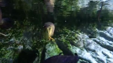 Temiz suda, çeşitli renklerde gümüş Aronya Balığı