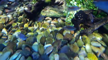 Temiz suda yosunlu bir kayanın üzerinde oynayan küçük güzel balıklar.