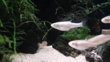 Su bitkileri ve kayaların arasında dinlenen küçük beyaz balıklar.