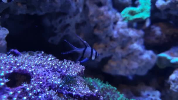 Hermosa Anémona Bonito Pez Agua Azul Del Mar — Vídeos de Stock