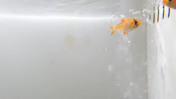 Bolhas Pequenos Peixes Tanque Geladeira — Vídeo de Stock