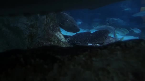 Gros Plan Grand Requin Brème Divers Poissons Derrière Roche — Video