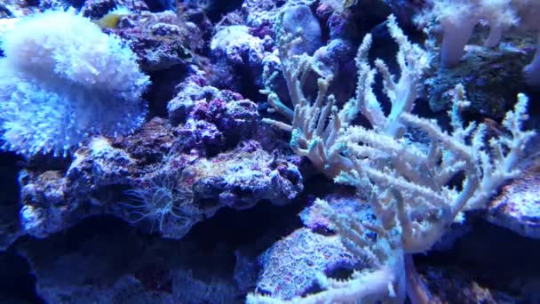 Corallo Rocce Acqua Azzurra Anemone Marino Pesci Circostanti — Video Stock