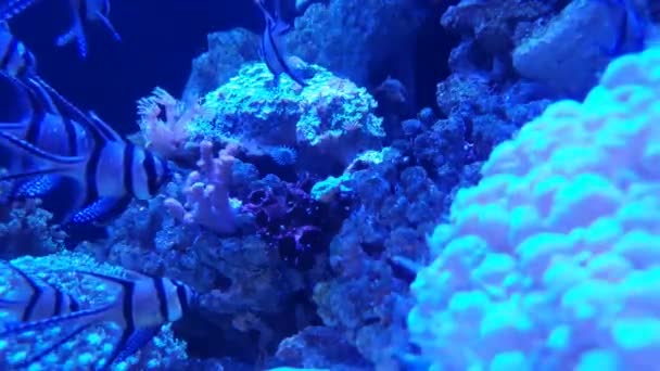 Coral Anémona Mar Fondo Azul Peces Alrededor — Vídeos de Stock
