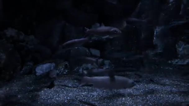 暗い水の中で多様で多くの異なる魚 — ストック動画