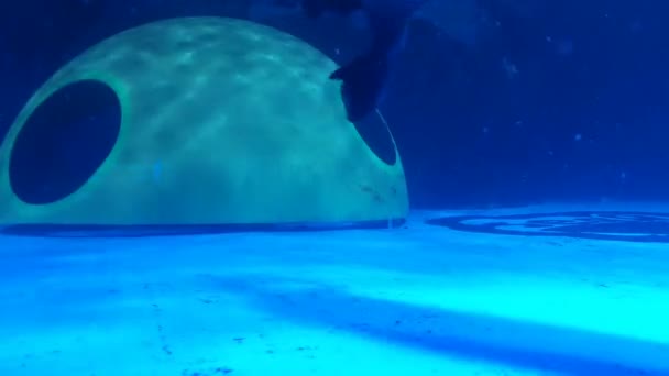 室内结构和宁静的蓝色海水 海豹在其中发挥的很好 — 图库视频影像