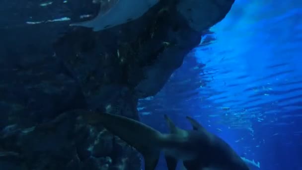 Vidéo Fantastique Grand Requin Debout Les Ondulations Eau — Video