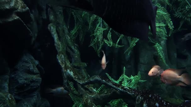 大規模な黒ピラークフィッシュとアマゾン川魚の周り — ストック動画