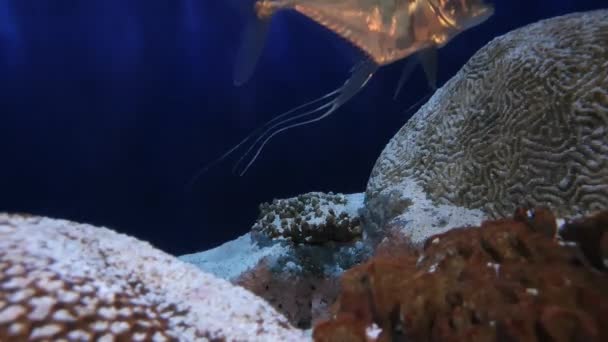 Vreedzaam Aquarium Zilver Mooie Vissen — Stockvideo