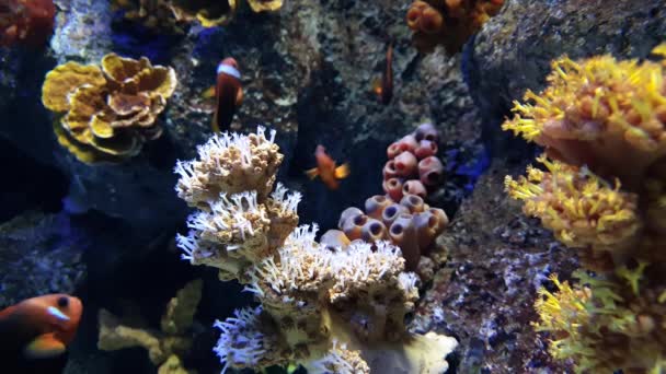 Bonito Pez Jugando Entre Rocas Anémonas — Vídeos de Stock