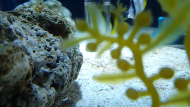 Mooie Vissen Gezien Achter Rotsen Decoraties Het Aquarium — Stockvideo