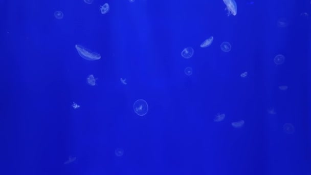 Small Jellyfish Swimming Blue Background — Stock Video