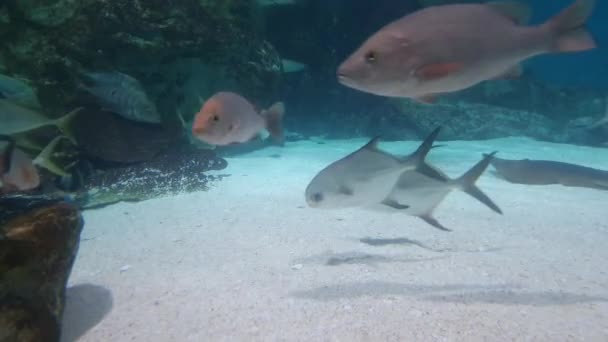 Mavi Sularda Çeşitli Güzel Balıkların Görünüşü — Stok video