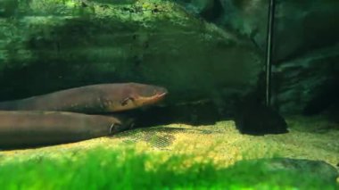 İki elektrikli yılan balığı yeşil arka planda berrak suda dinleniyor.