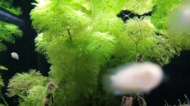 Beyaz küçük balık yeşil güzel su bitkilerinin arasında dinleniyor.