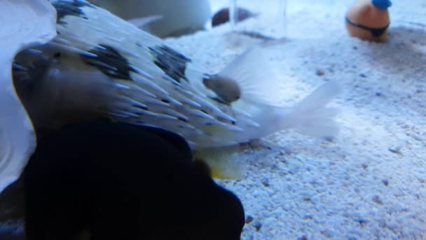 Kabukta Saklı Olan Dikenli Balon Balığıyla Siyah Kirpi Balığının Karışımı — Stok video
