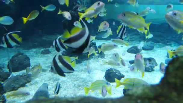 Různé Hezké Ryby Modré Vodě — Stock video