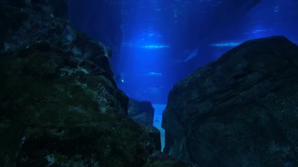 青い海の水の中の2つの岩の間に見える様々な魚やサメ — ストック動画