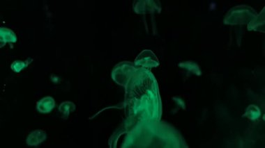 Işıkla yeşil görünen bir denizanasının fantastik görüntüsü.
