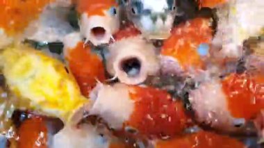 Japon Balığı yemek istiyor.