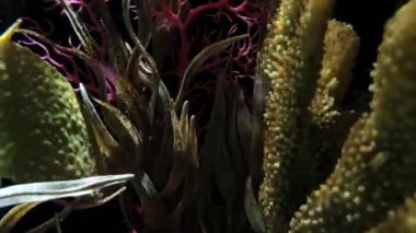 Temiz suda oksijen ve sualtı dekorasyonları arasında dalgalanan gölgelerin atmosferi.