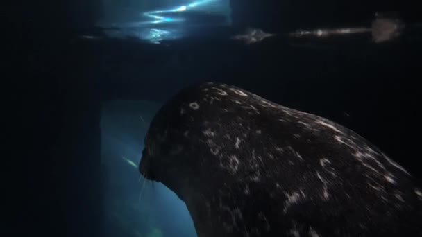 蓝色水底水族馆一只可爱海豹的特写 — 图库视频影像