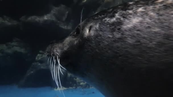 一只可爱的海豹的脸和眼睛的特写视频 — 图库视频影像