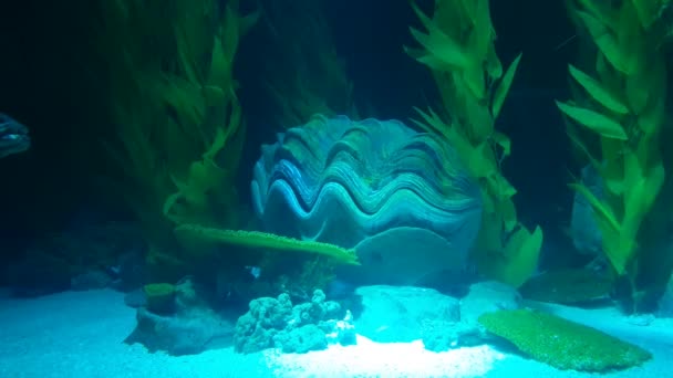 Velká Mušle Pro Dekoraci Modrém Akváriu Malé Ryby Plavání Kolem — Stock video