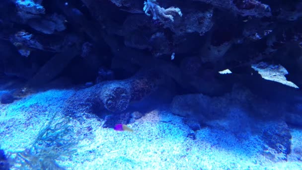 Pretty Little Fish Resting Front Rocks Sand Blue Sea Water — Stock Video