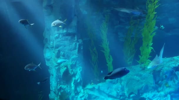 Стая Рыб Следует Скатом Чистой Голубой Воде — стоковое видео