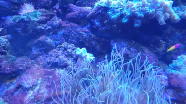 Een Zeeanemoon Blauw Water Een Mooie Vis Tussen Hen — Stockvideo