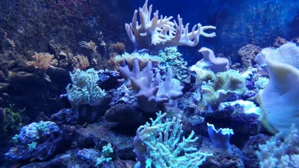 Acuario Coral Colonia Anémonas — Vídeos de Stock