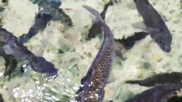 Όμορφα Ψάρια Που Παίζουν Στην Άμμο Του Καθαρού Νερού — Αρχείο Βίντεο