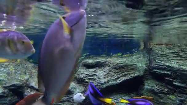 Kleurrijke Diverse Vissen Onder Rimpels Van Het Water — Stockvideo