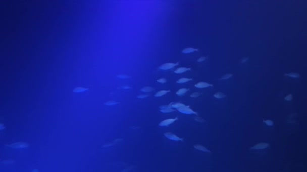 青い海と背景に魚が群生する一匹の立派なウミガメ — ストック動画