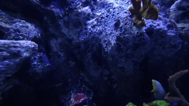 Bonito Peixe Jogando Perto Enfeites Coral Água Azul — Vídeo de Stock