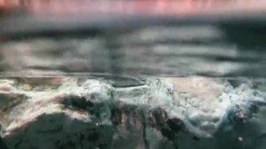 Bir su samurunun karayı ve suyun altını bölerek fotoğraflanması.