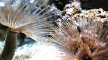 Açık deniz suyunda kıllı iki güzel şakayık.